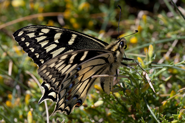 Papilio hospiton