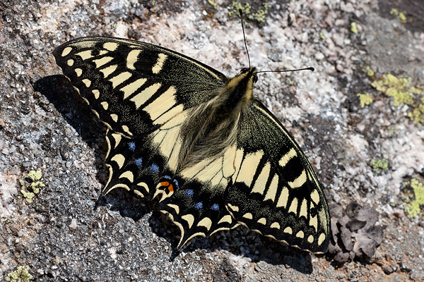 Papilio hospiton