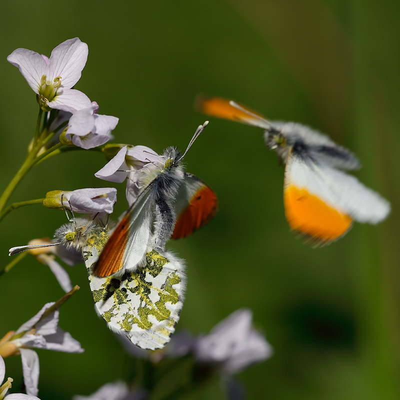 Anthocharis cardamines