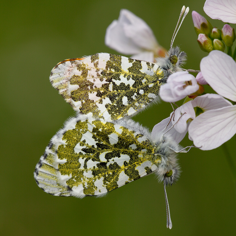 Anthocharis cardamines