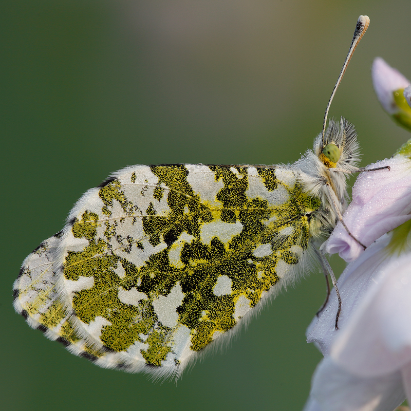 Anthocharis cardamines