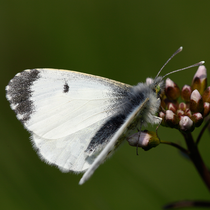 Anthocharis cardamines