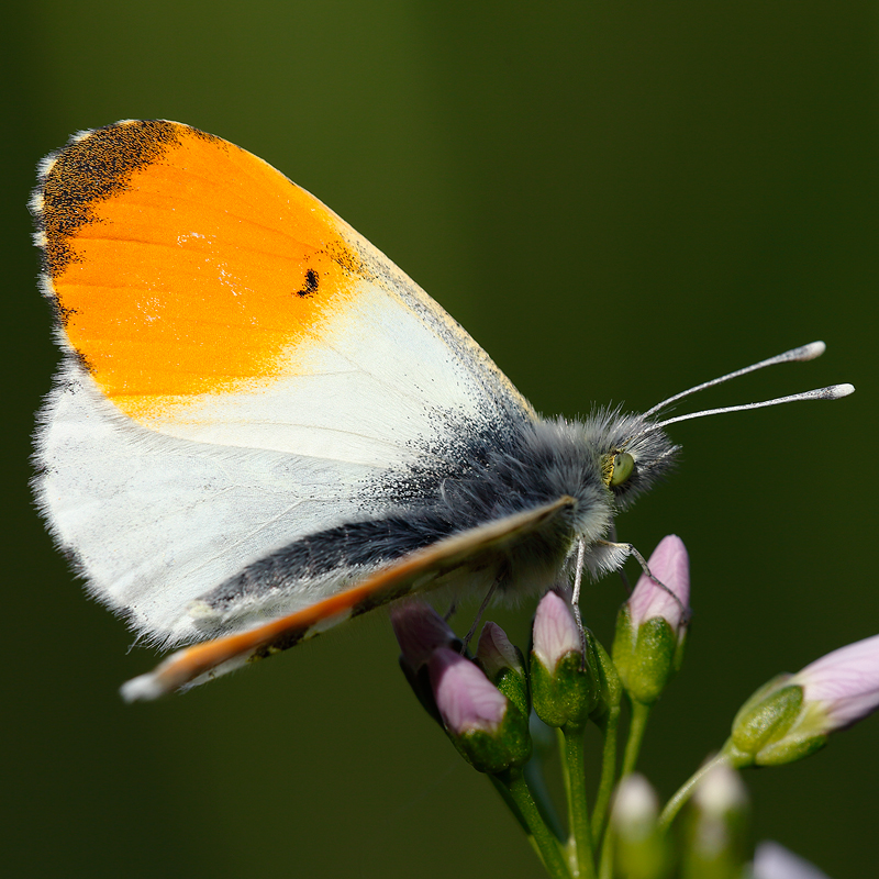 Anthocharis cardamines