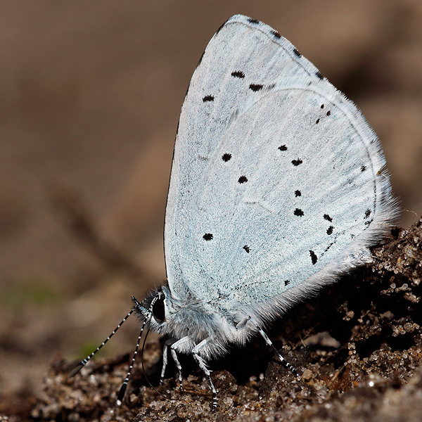 Celastrina argiolus