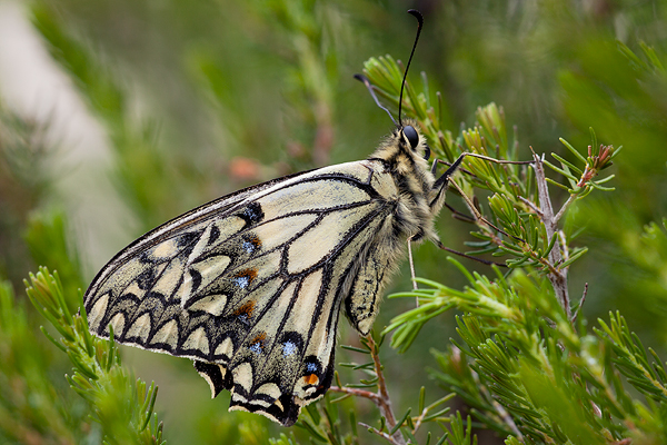 Papilio hospiton