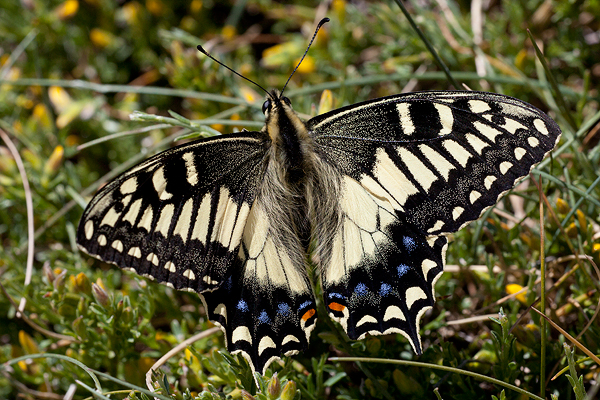 Papilio hospiton