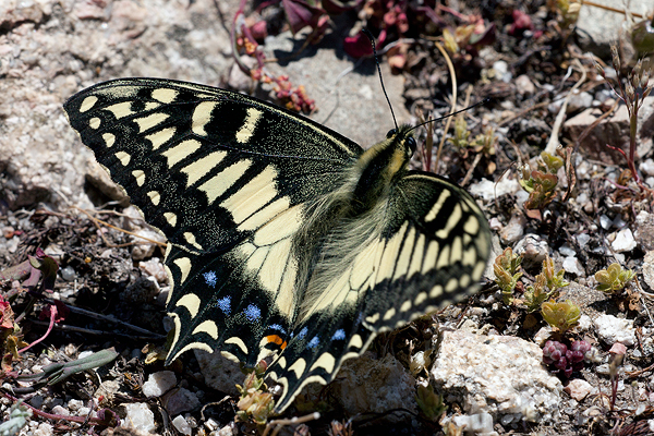 Papilio hospiton