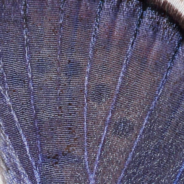 Polyommatus icarus