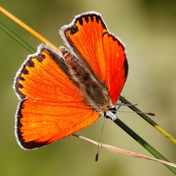 Lycaena thetis