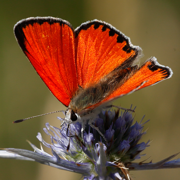 Lycaena thetis