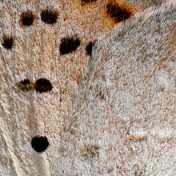 Lycaena thetis