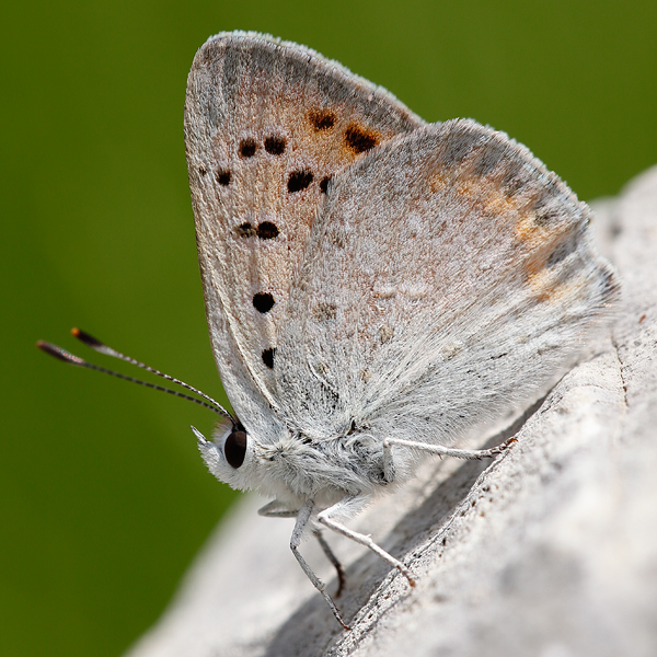 Lycaena thetis