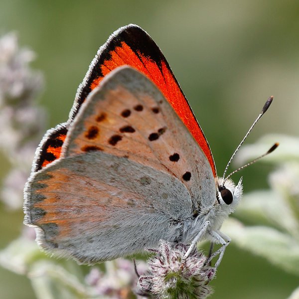 Lycaena thetis