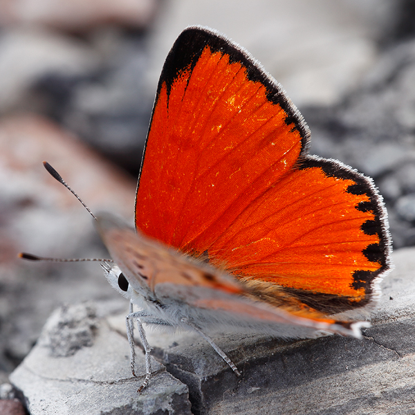 Lycaena thetis