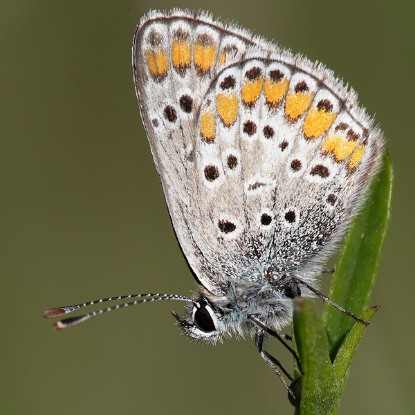 Aricia agestis