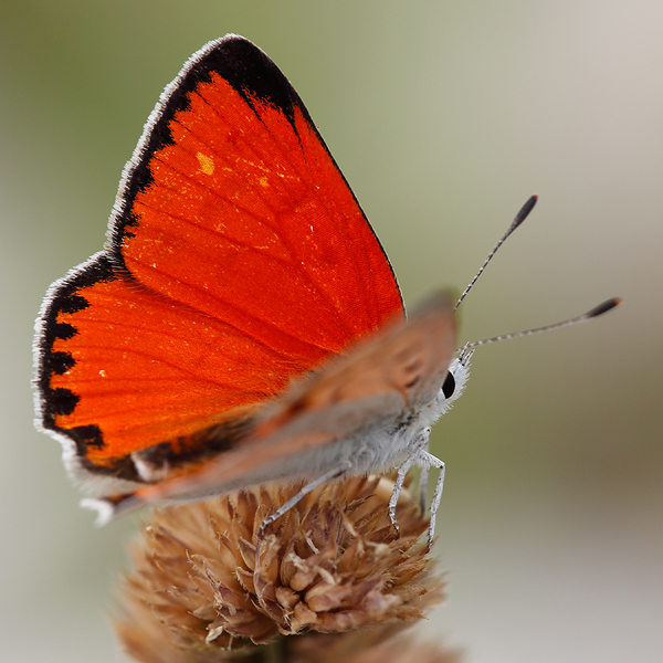 Lycaena thetis