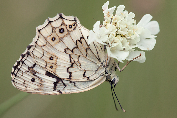 Melanargia larissa