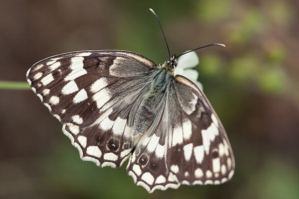 Melanargia larissa