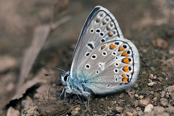 Polyommatus eroides