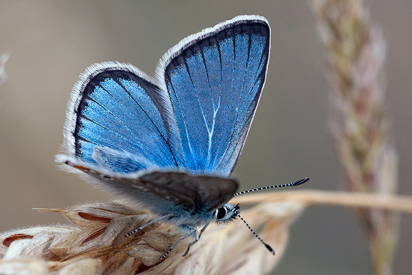 Polyommatus eroides