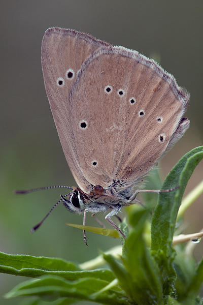 Polyommatus aroaniensis