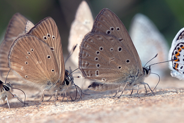 Polyommatus aroaniensis