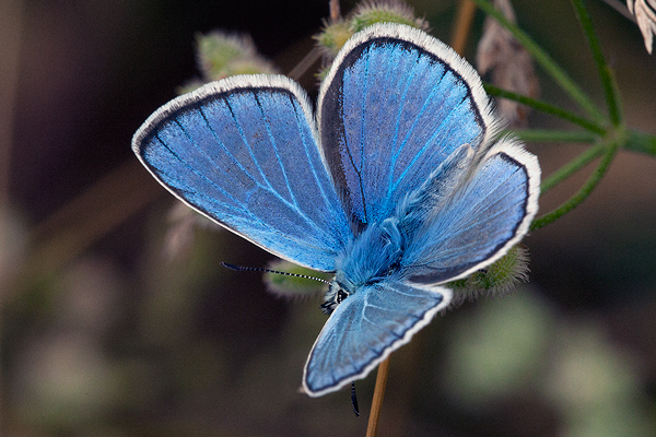 Polyommatus eroides