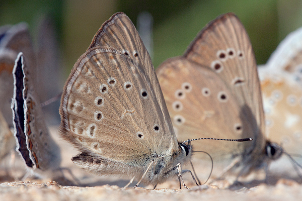 Polyommatus admetus