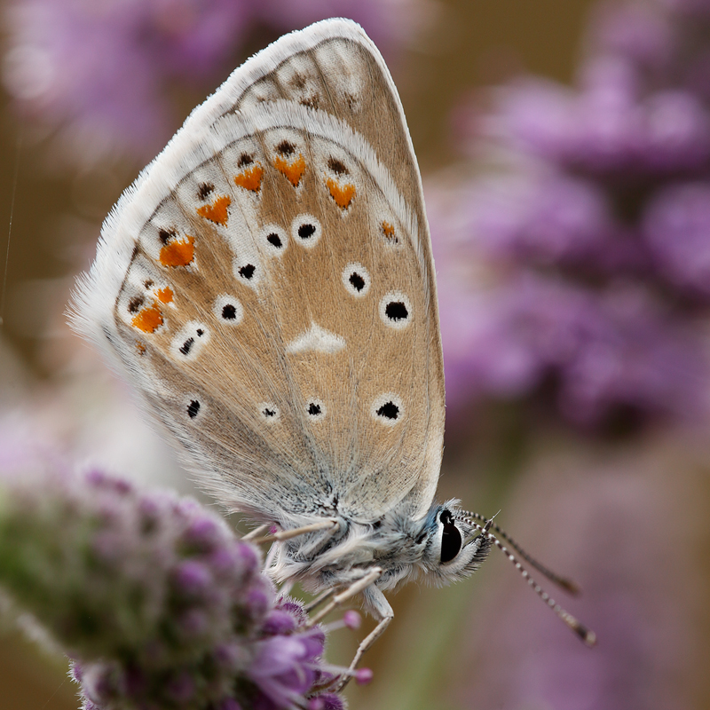 Polyommatus dorylas