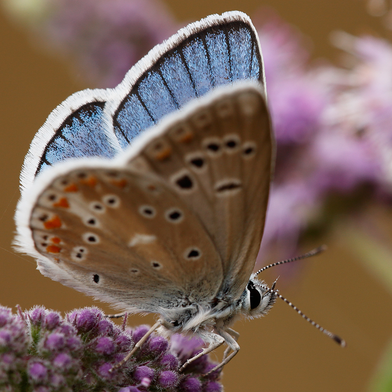 Polyommatus dorylas