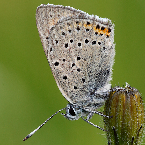 Lycaena candens