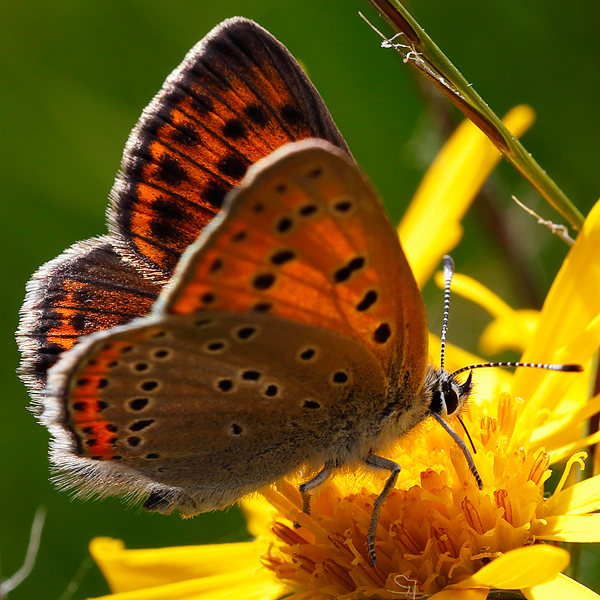 Lycaena candens