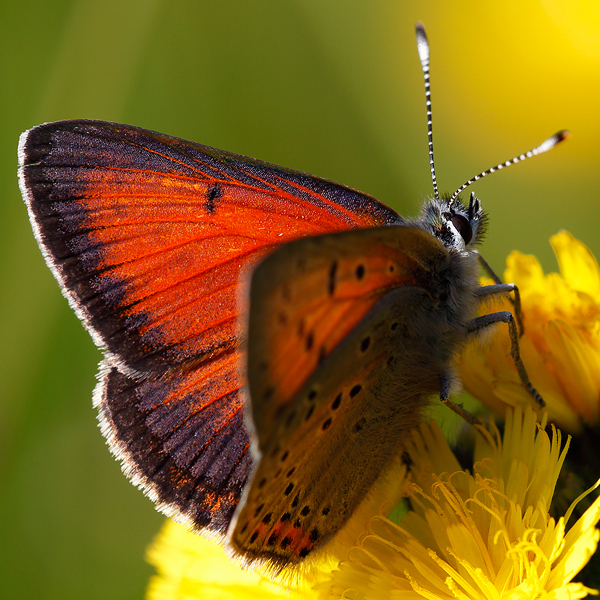 Lycaena candens