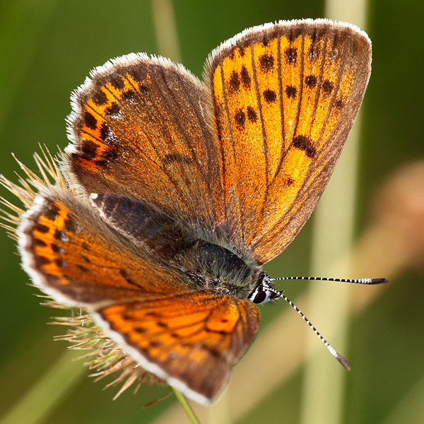 Lycaena candens