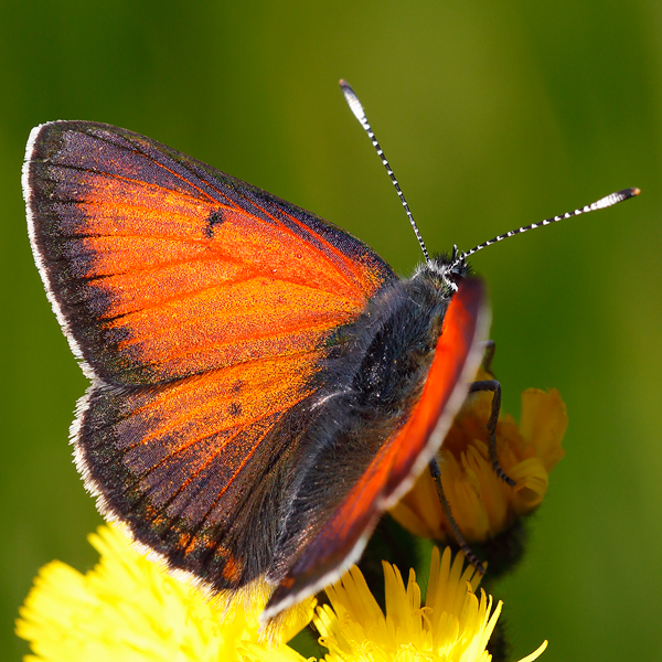 Lycaena candens