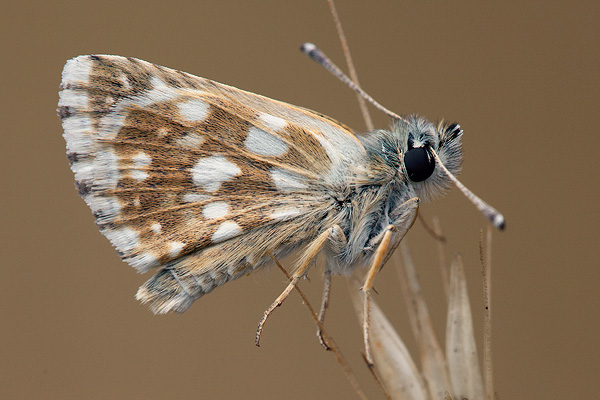 Spialia orbifer