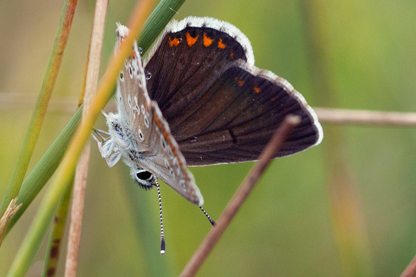 Aricia artaxerxes allous