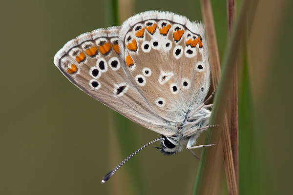 Aricia artaxerxes allous