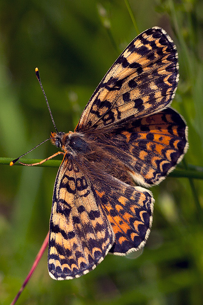 Melitaea didyma