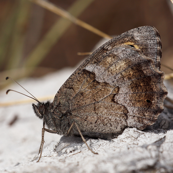 Hipparchia statilinus