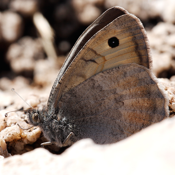 Pseudochazara graeca