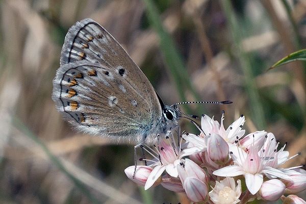 Polyommatus melenaos