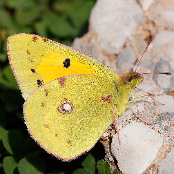 Colias croceus