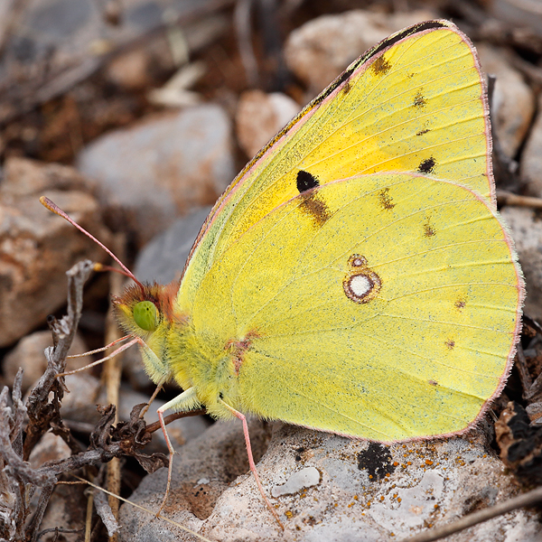 Colias croceus