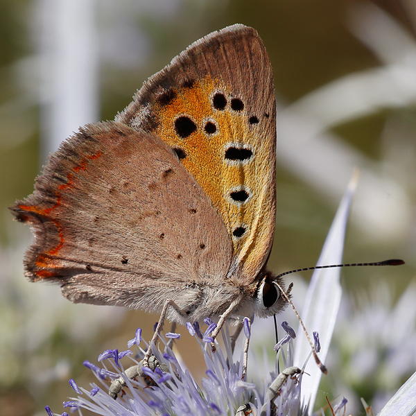 Lycaena phlaeas