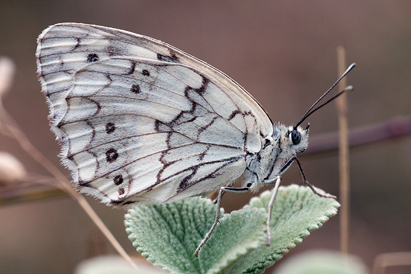 Melanargia larissa