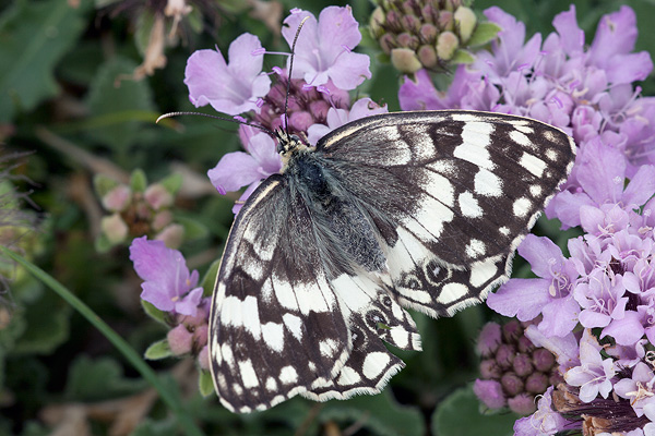 Melanargia larissa