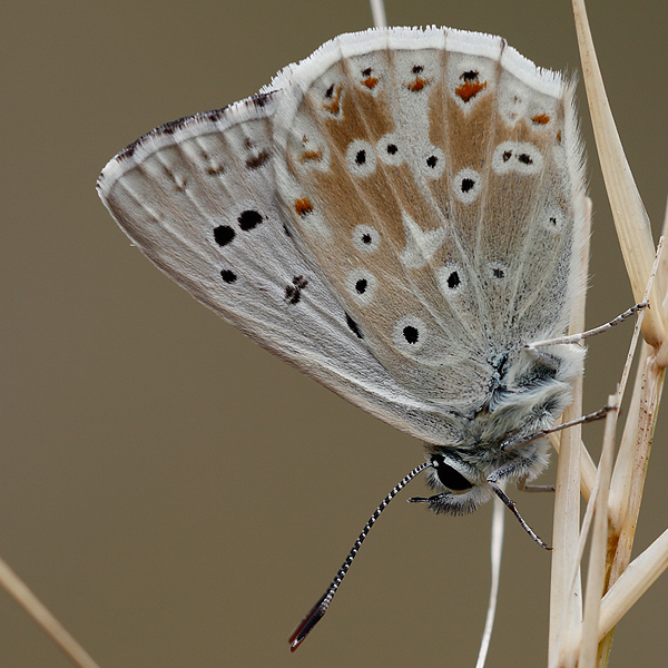 Polyommatus coridon