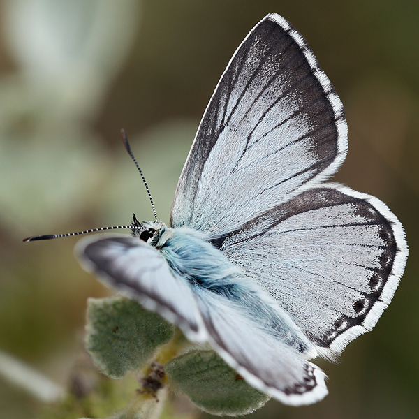 Polyommatus coridon