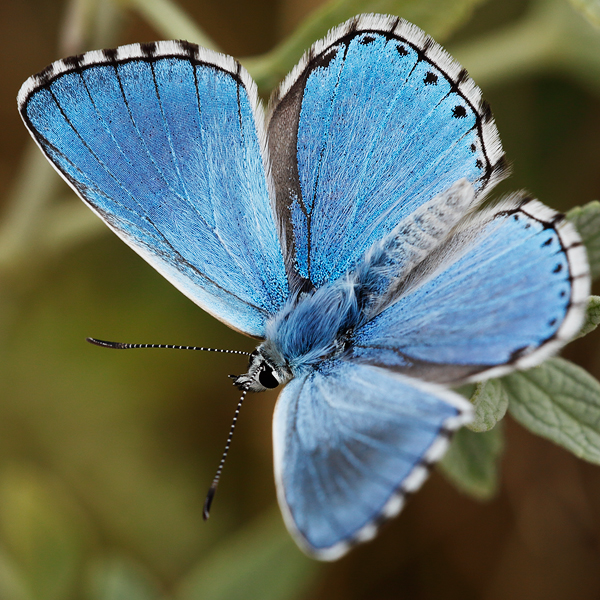 Polyommatus bellargus